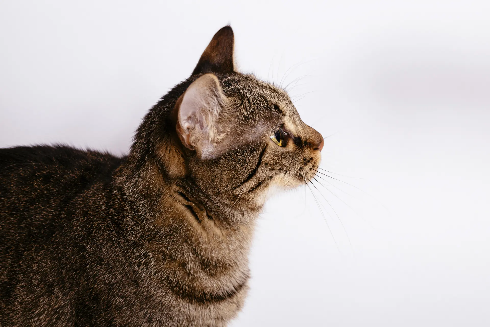 化粧水 舐める 猫 オファー