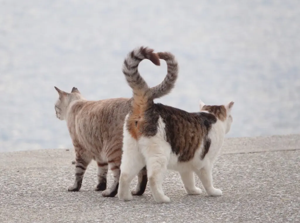 ゆっくり まばたき すると 猫と仲良くなれる ペットdeペット