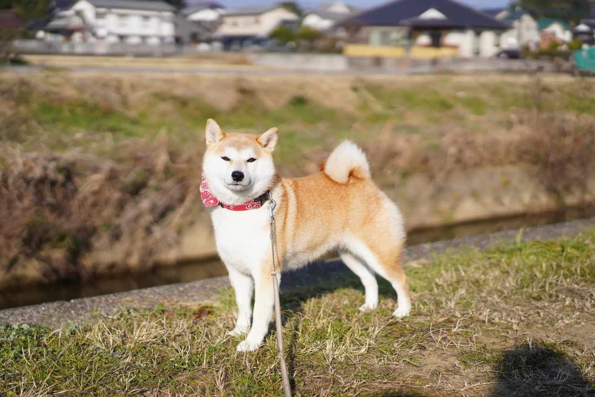 毒入り団子に注意 被害を減らすために私たちが出来ることとは ペットdeペット